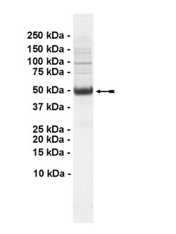 Eurofins DiscoverX TAK1-TAB1 fusion Protein, Active 250 &mu;g | Buy Online | Eurofins DiscoverX | Fisher Scientific